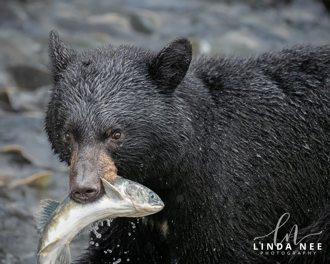 Caviar, it's what's for Dinnerphalaska