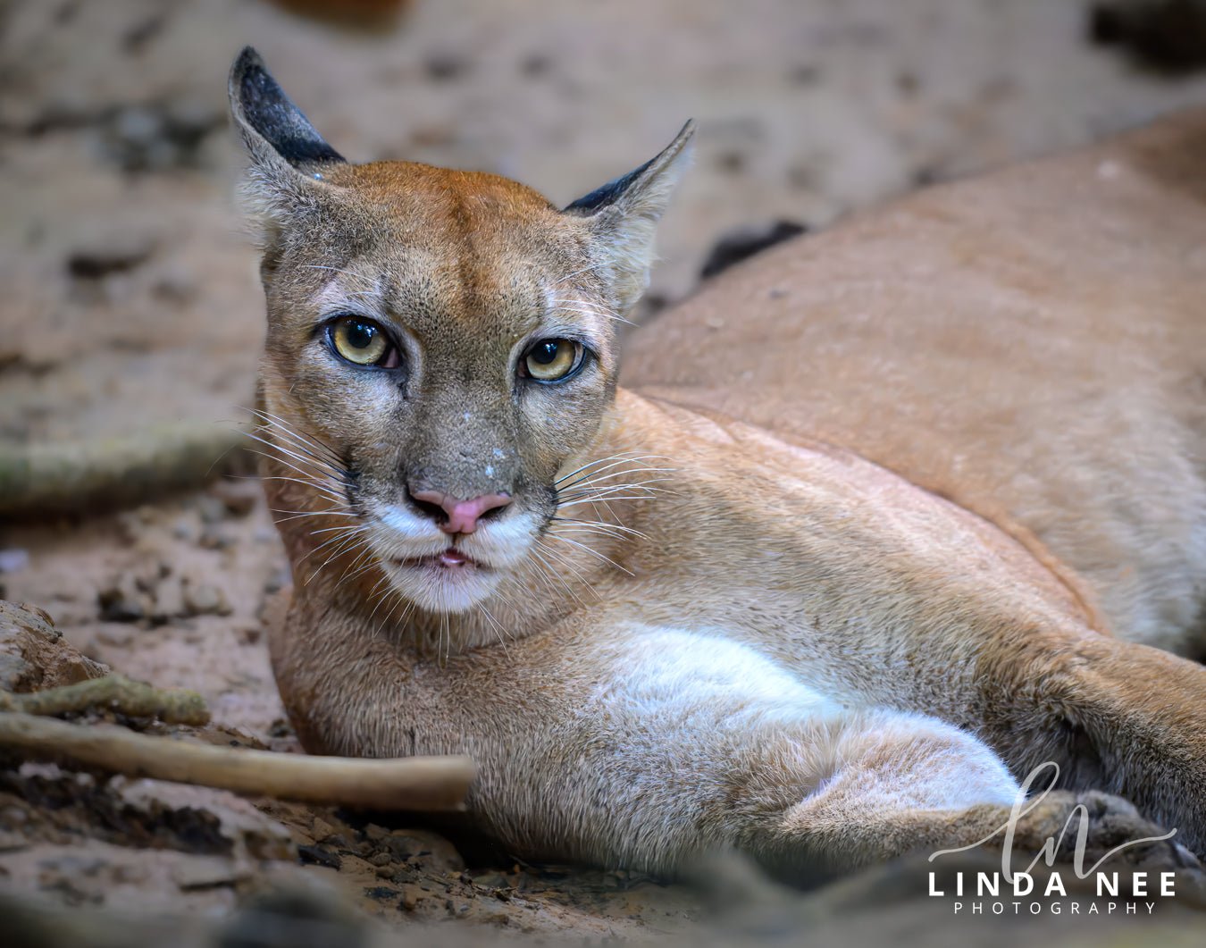 Pumaphcostarica